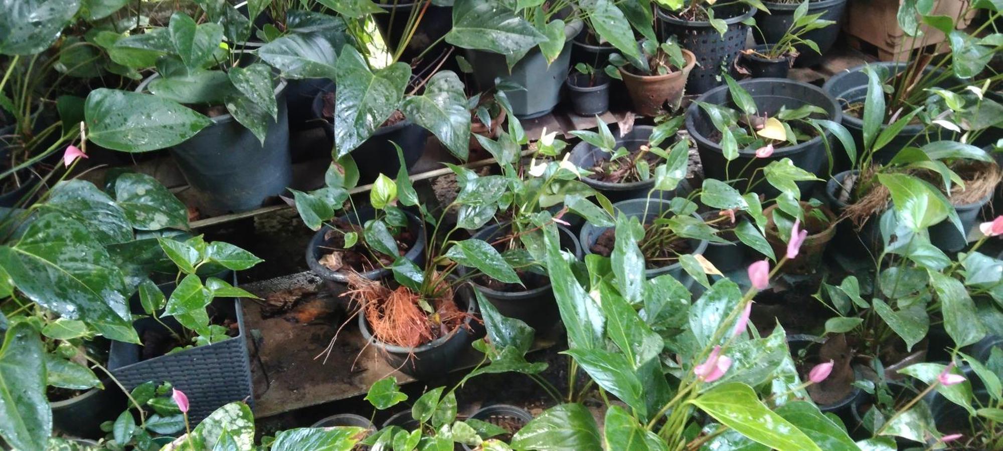 Kanneliya Eco Garden Hotel Koralegama Eksteriør bilde